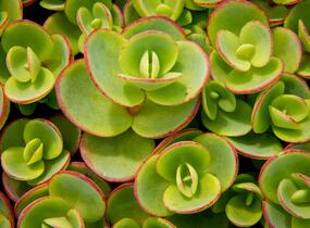 Rozchodník rozvětvený SunSparkler® 'Lime Zinger' - Sedum cauticola SunSparkler® 'Lime Zinger'