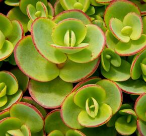 Rozchodník SunSparkler® 'Lime Zinger' - Sedum hybridum SunSparkler® 'Lime Zinger'