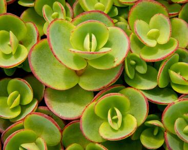 Rozchodník rozvětvený SunSparkler® 'Lime Zinger'