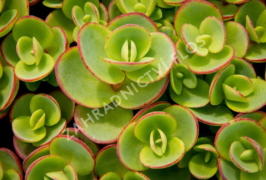 Rozchodník rozvětvený SunSparkler® 'Lime Zinger' - Sedum cauticola SunSparkler® 'Lime Zinger'