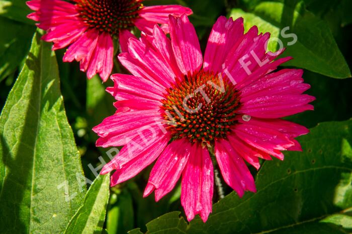 Třapatkovka nachová 'Sensation Pink' - Echinacea purpurea 'Sensation Pink'