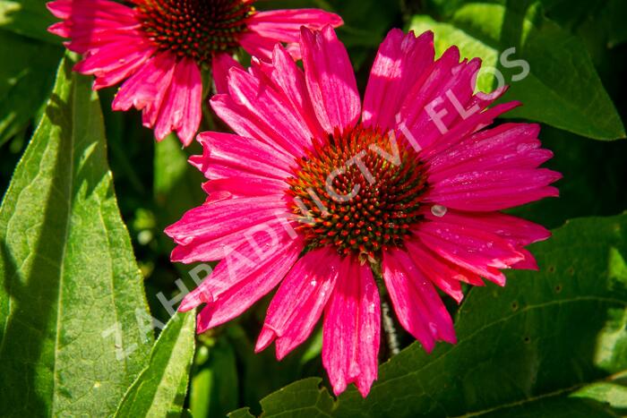 Třapatka nachová 'Sensation Pink' - Echinacea purpurea 'Sensation Pink'