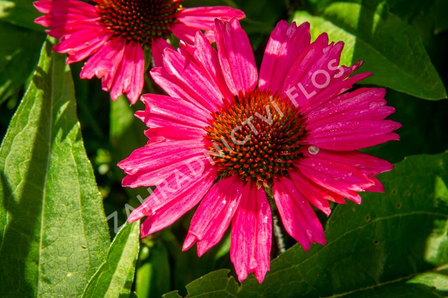 Třapatkovka nachová 'Sensation Pink' - Echinacea purpurea 'Sensation Pink'