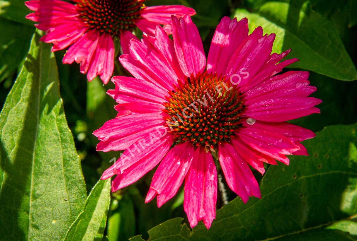 Třapatkovka nachová 'Sensation Pink' - Echinacea purpurea 'Sensation Pink'