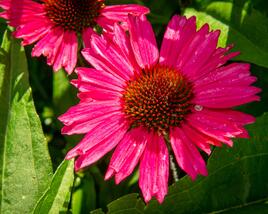 Třapatkovka nachová 'Sensation Pink'