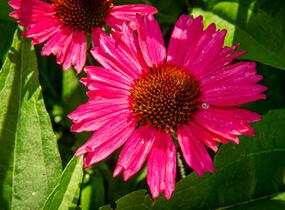 Třapatkovka nachová 'Sensation Pink' - Echinacea purpurea 'Sensation Pink'