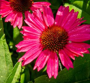 Třapatkovka nachová 'Sensation Pink' - Echinacea purpurea 'Sensation Pink'
