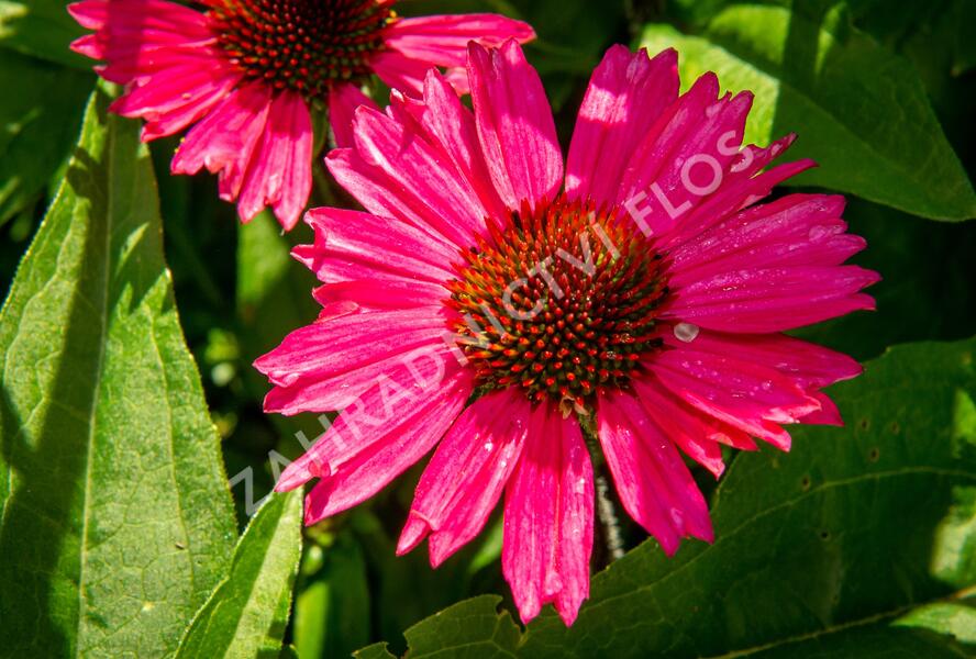 Třapatkovka nachová 'Sensation Pink' - Echinacea purpurea 'Sensation Pink'