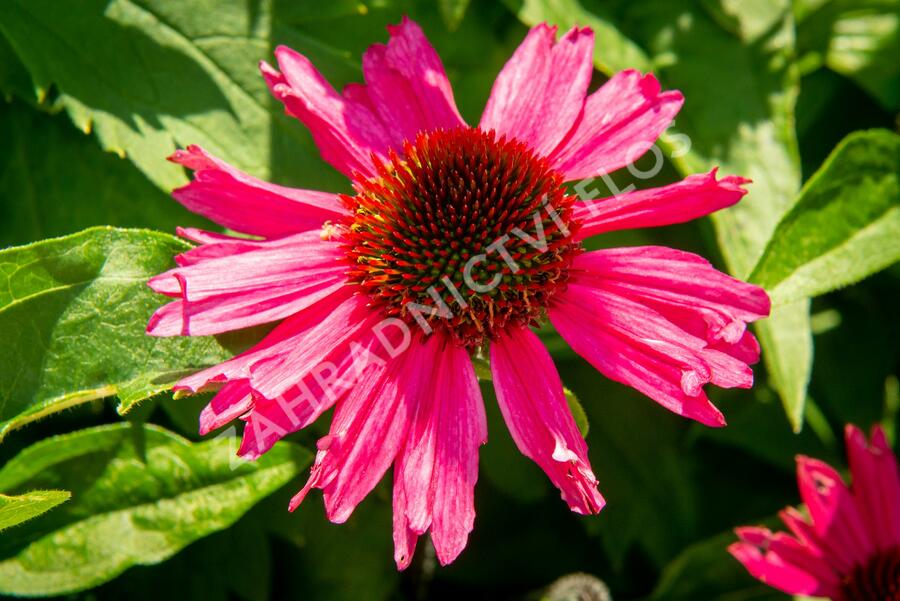 Třapatkovka nachová 'Sensation Pink' - Echinacea purpurea 'Sensation Pink'