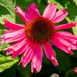 Třapatkovka nachová 'Sensation Pink' - Echinacea purpurea 'Sensation Pink'