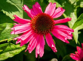 Třapatkovka nachová 'Sensation Pink' - Echinacea purpurea 'Sensation Pink'