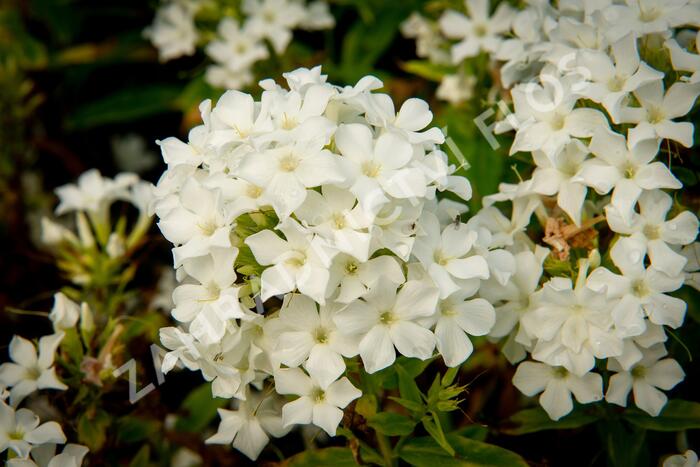 Plamenka latnatá 'Early White' - Phlox paniculata 'Early White'