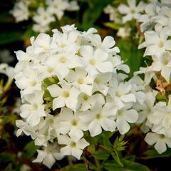 Plamenka latnatá 'Early White' - Phlox paniculata 'Early White'