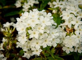 Plamenka latnatá 'Early White' - Phlox paniculata 'Early White'
