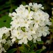 Plamenka latnatá 'Early White' - Phlox paniculata 'Early White'