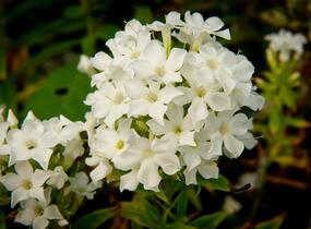 Plamenka latnatá 'Early White' - Phlox paniculata 'Early White'