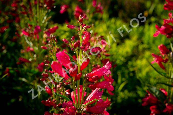 Dračík vousatý 'Pristine Deep Rose' - Penstemon barbatus 'Pristine Deep Rose'