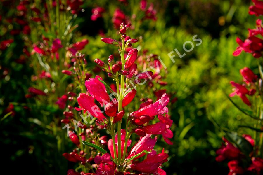 Dračík vousatý 'Pristine Deep Rose' - Penstemon barbatus 'Pristine Deep Rose'