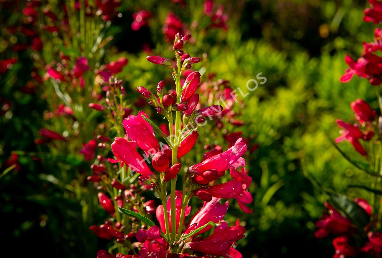 Dračík vousatý 'Pristine Deep Rose' - Penstemon barbatus 'Pristine Deep Rose'