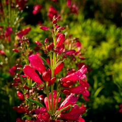 Dračík vousatý 'Pristine Deep Rose' - Penstemon barbatus 'Pristine Deep Rose'