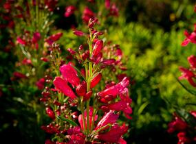 Dračík vousatý 'Pristine Deep Rose' - Penstemon barbatus 'Pristine Deep Rose'