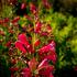 penstemon-barbatus-pristine-deep-rose.jpg