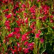 Dračík vousatý 'Pristine Deep Rose' - Penstemon barbatus 'Pristine Deep Rose'