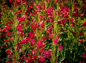 Dračík vousatý 'Pristine Deep Rose' - Penstemon barbatus 'Pristine Deep Rose'