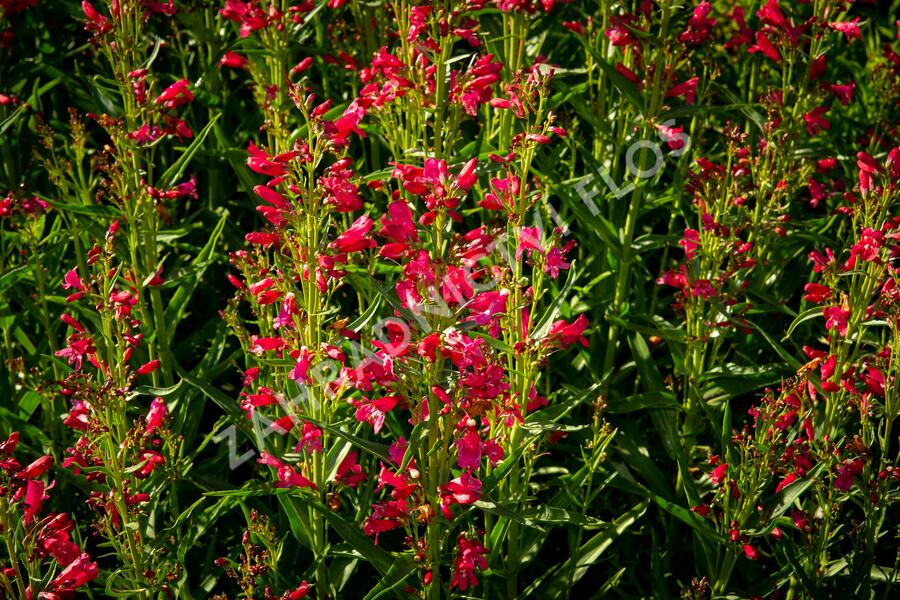 Dračík vousatý 'Pristine Deep Rose' - Penstemon barbatus 'Pristine Deep Rose'