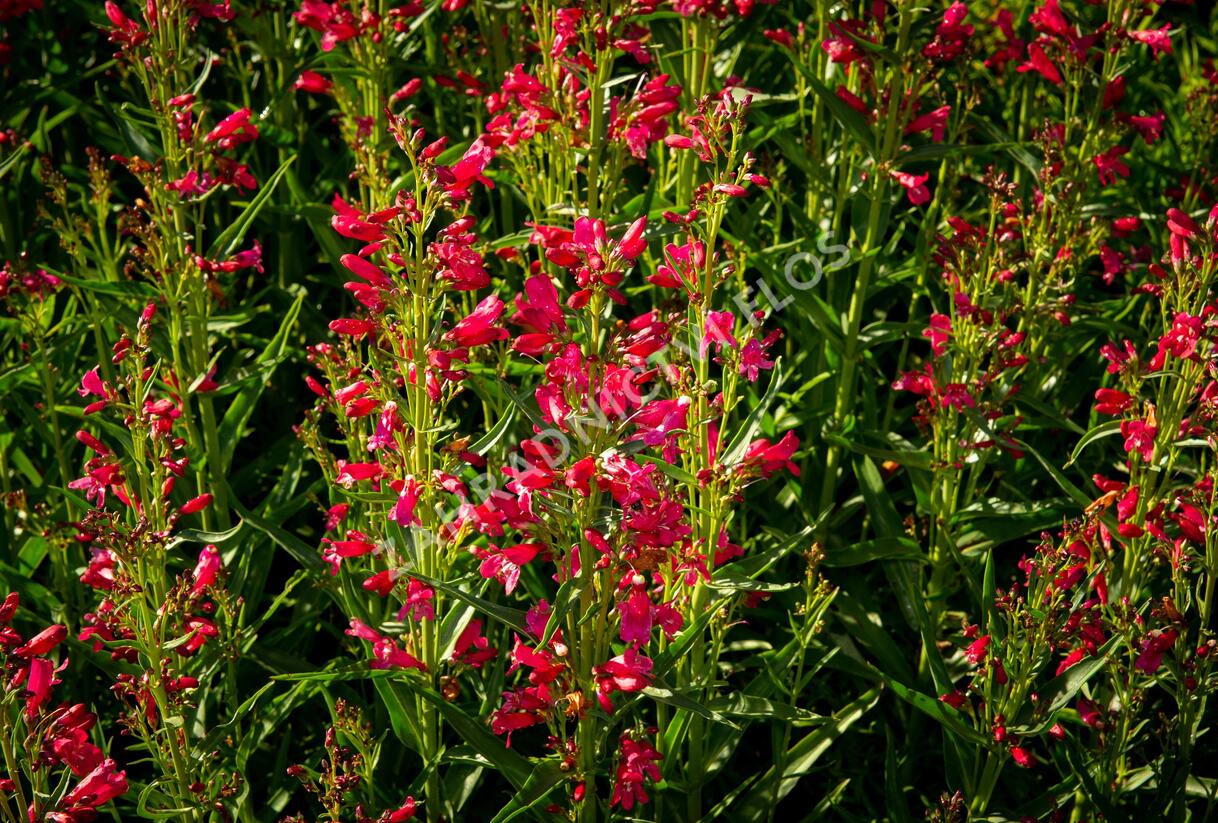 Dračík vousatý 'Pristine Deep Rose' - Penstemon barbatus 'Pristine Deep Rose'