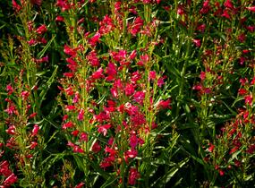 Dračík vousatý 'Pristine Deep Rose' - Penstemon barbatus 'Pristine Deep Rose'