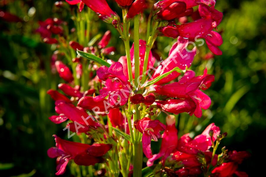 Dračík vousatý 'Pristine Deep Rose' - Penstemon barbatus 'Pristine Deep Rose'
