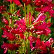 Dračík vousatý 'Pristine Deep Rose' - Penstemon barbatus 'Pristine Deep Rose'