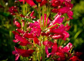 Dračík vousatý 'Pristine Deep Rose' - Penstemon barbatus 'Pristine Deep Rose'