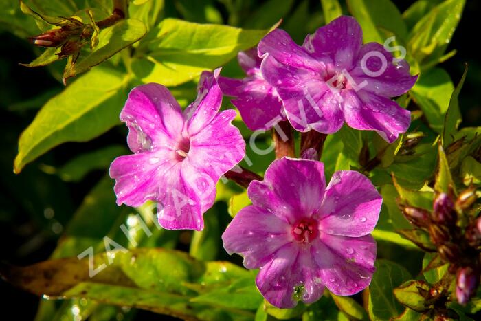 Plamenka latnatá 'Early Purple Eye' - Phlox paniculata 'Early Purple Eye'