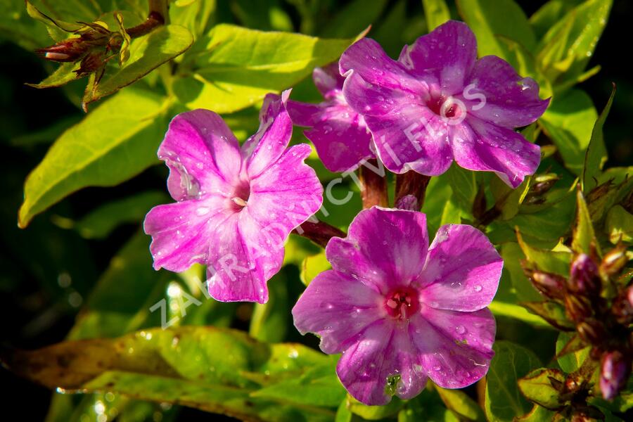 Plamenka latnatá 'Early Purple Eye' - Phlox paniculata 'Early Purple Eye'