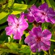 Plamenka latnatá 'Early Purple Eye' - Phlox paniculata 'Early Purple Eye'