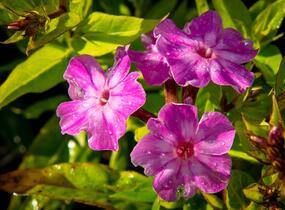 Plamenka latnatá 'Early Purple Eye' - Phlox paniculata 'Early Purple Eye'