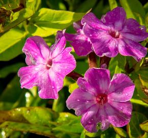 Plamenka latnatá 'Early Purple Eye' - Phlox paniculata 'Early Purple Eye'