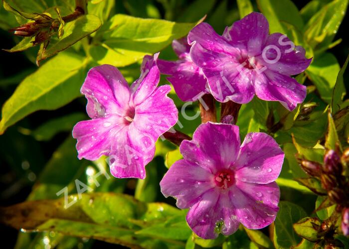 Plamenka latnatá 'Early Purple Eye' - Phlox paniculata 'Early Purple Eye'