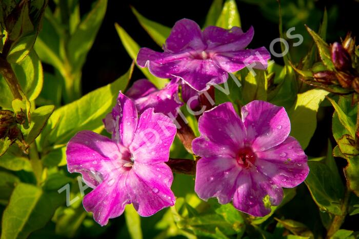 Plamenka latnatá 'Early Purple Eye' - Phlox paniculata 'Early Purple Eye'