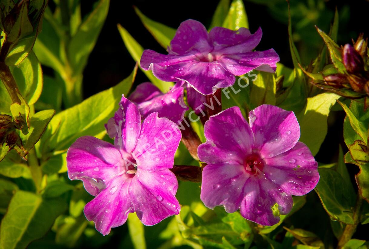 Plamenka latnatá 'Early Purple Eye' - Phlox paniculata 'Early Purple Eye'