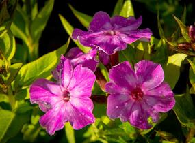 Plamenka latnatá 'Early Purple Eye' - Phlox paniculata 'Early Purple Eye'