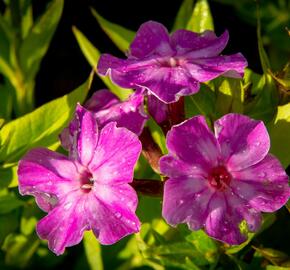 Plamenka latnatá 'Early Purple Eye' - Phlox paniculata 'Early Purple Eye'