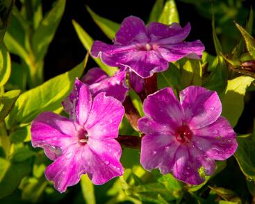 Plamenka latnatá 'Early Purple Eye'