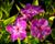 Plamenka latnatá 'Early Purple Eye'