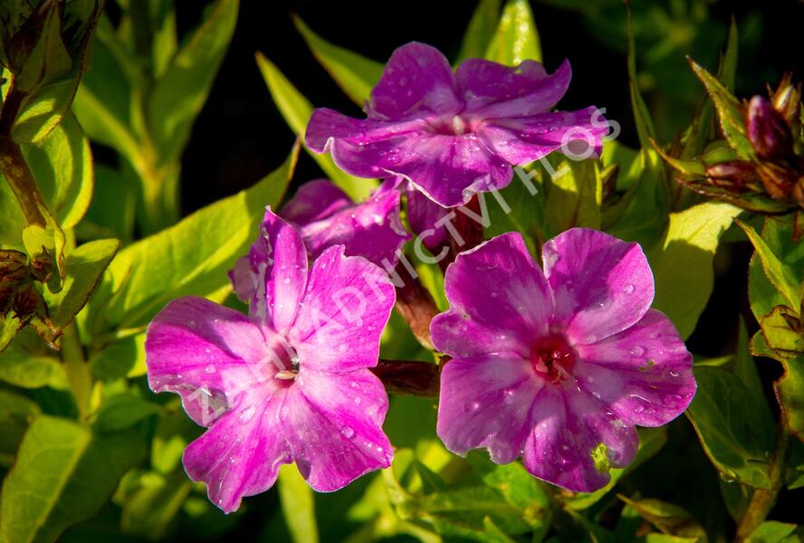Plamenka latnatá 'Early Purple Eye' - Phlox paniculata 'Early Purple Eye'