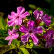 Plamenka latnatá 'Early Purple Eye' - Phlox paniculata 'Early Purple Eye'