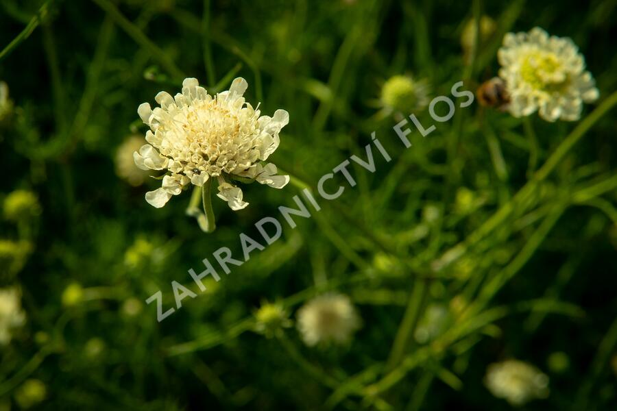 Hlaváč žlutavý - Scabiosa ochroleuca