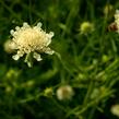 Hlaváč žlutavý - Scabiosa ochroleuca